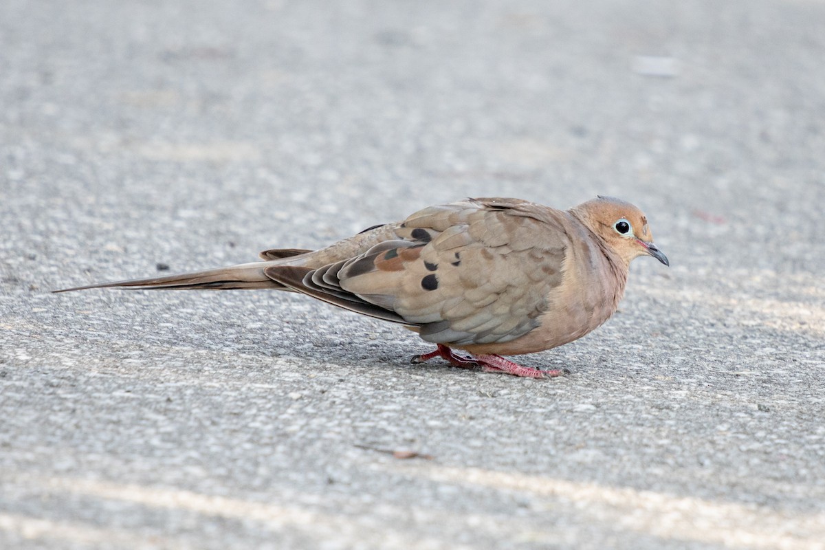 Mourning Dove - ML624101639