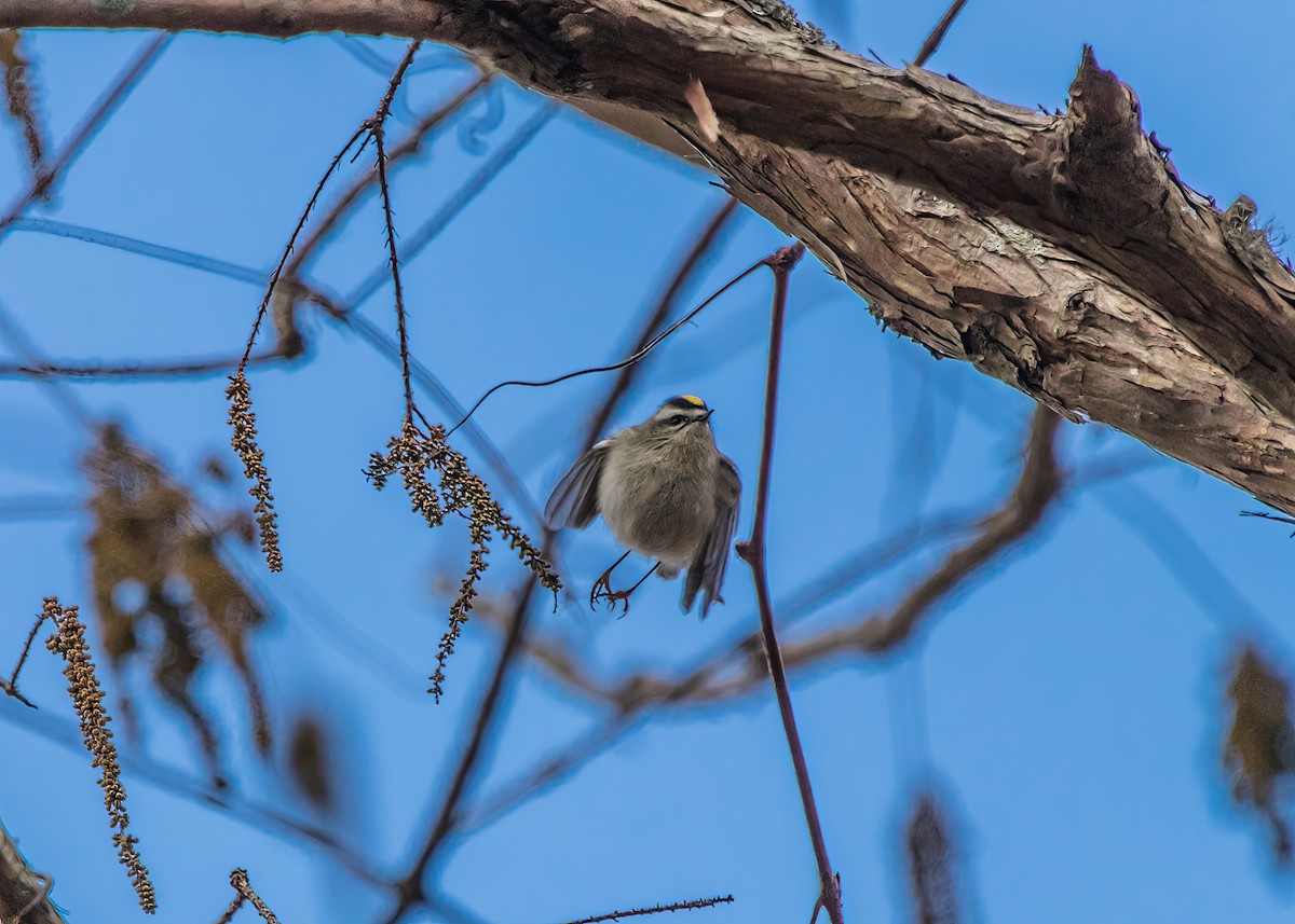 Golden-crowned Kinglet - ML624101644