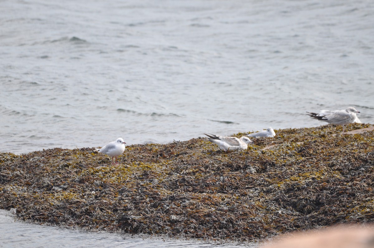 Black-headed Gull - ML624101655