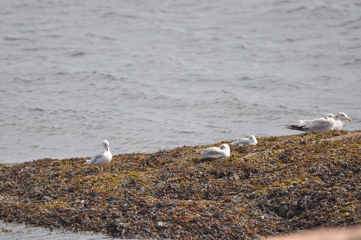 Black-headed Gull - ML624101656
