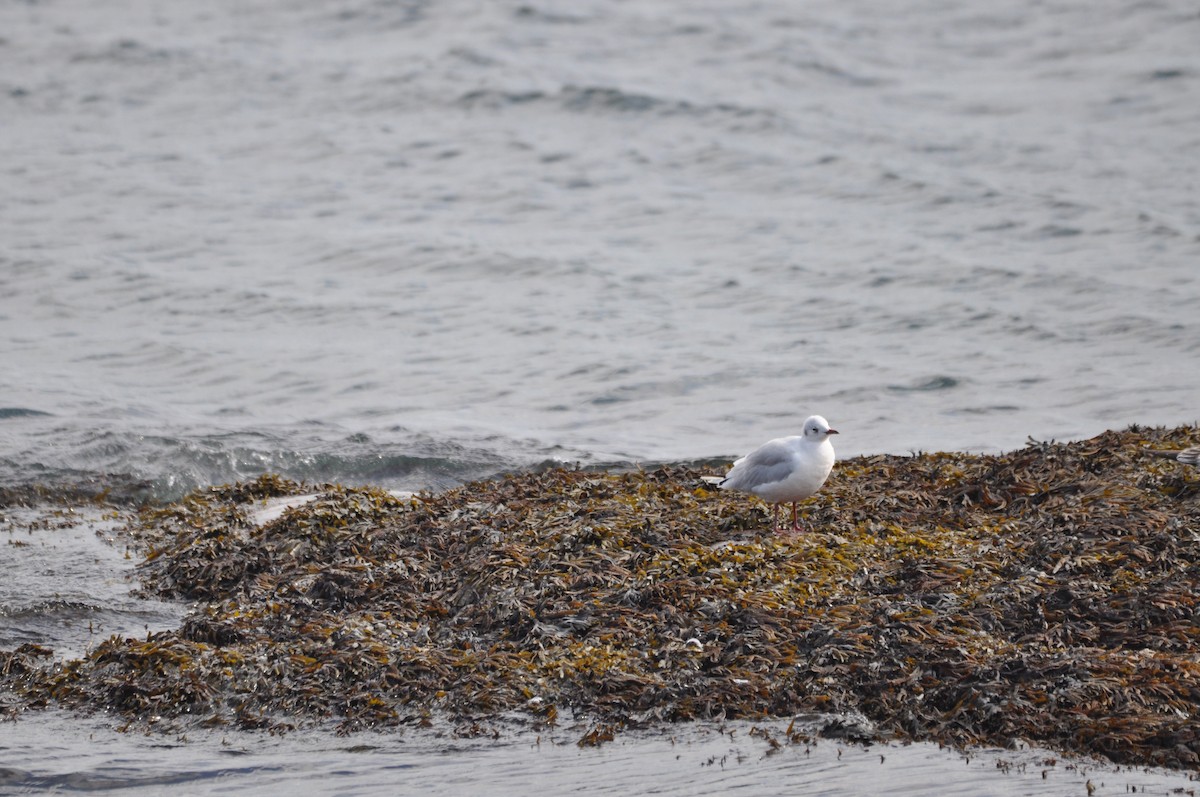 Black-headed Gull - ML624101657