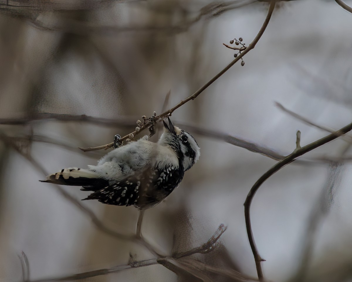 Downy Woodpecker - ML624101659