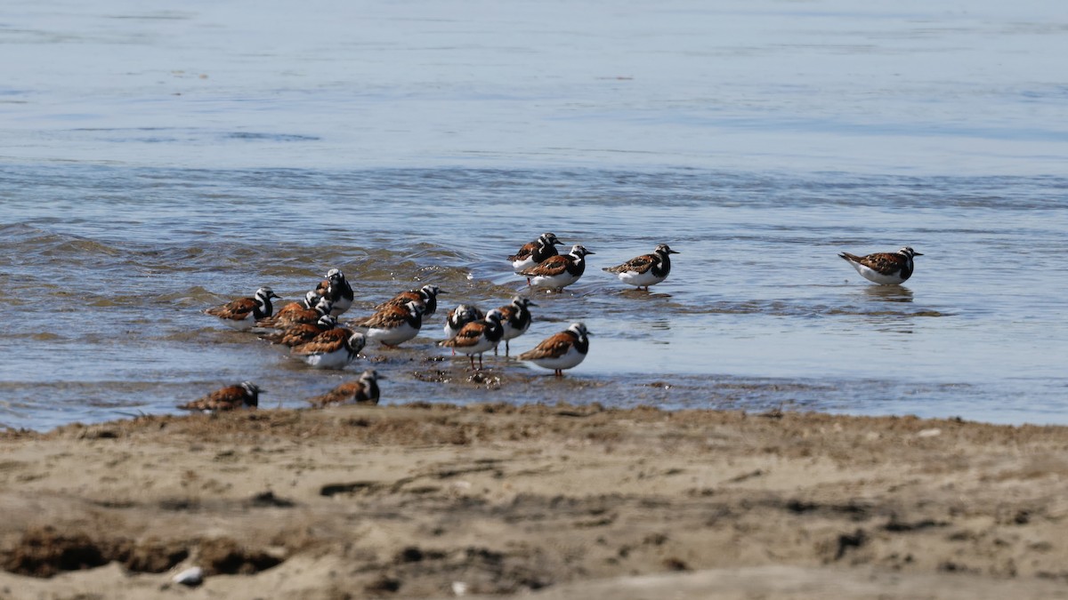 Ruddy Turnstone - Michele Burnat