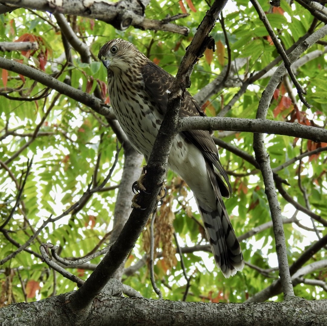 Cooper's Hawk - ML624101665