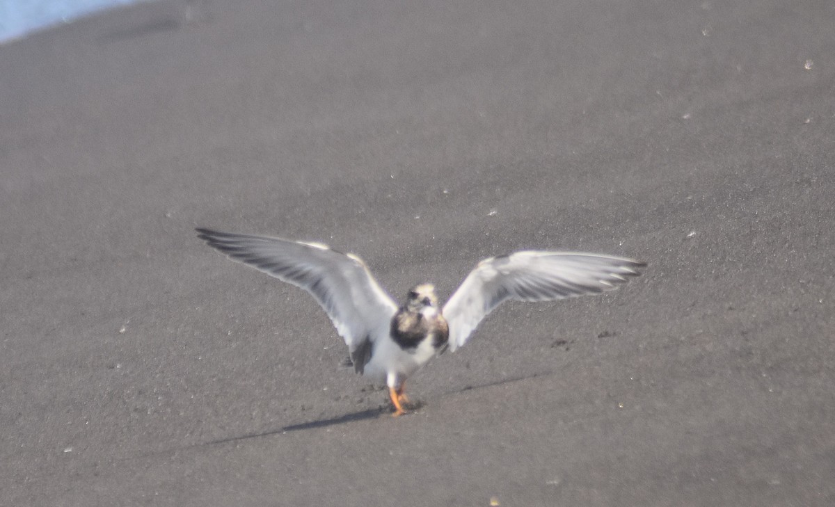 Ruddy Turnstone - ML624101667