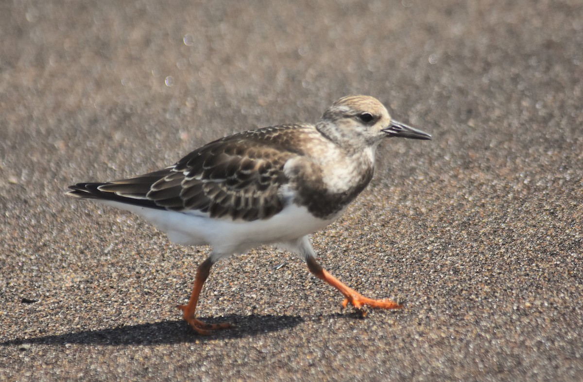 Ruddy Turnstone - ML624101668