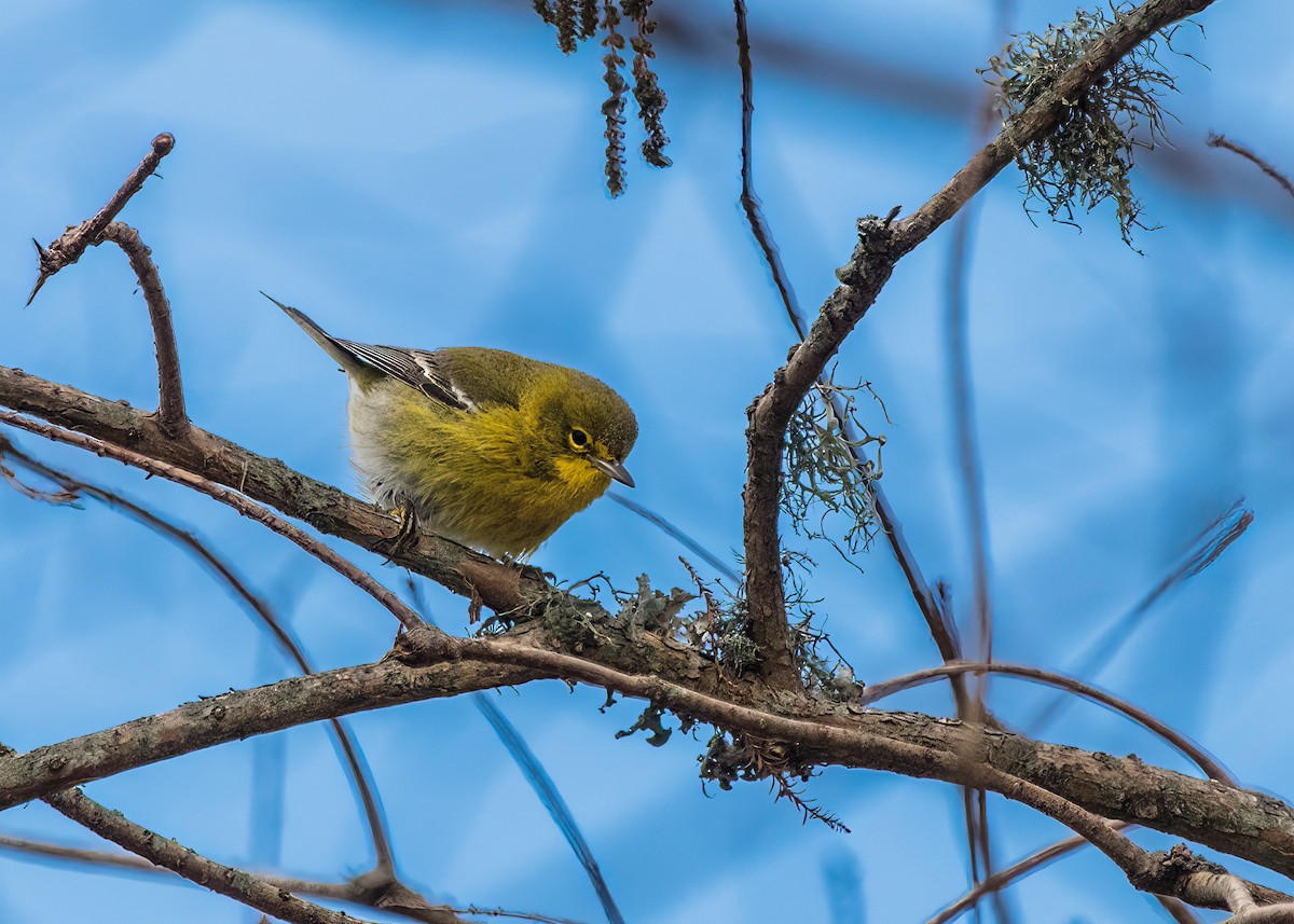 Pine Warbler - ML624101682