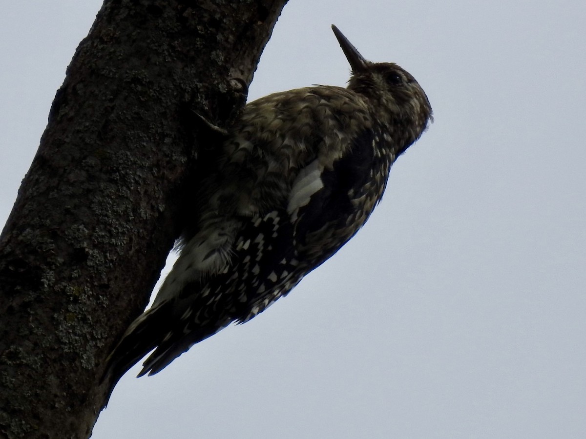 Yellow-bellied Sapsucker - ML624101683