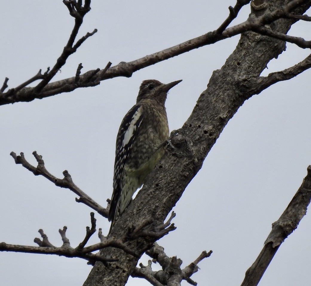 Yellow-bellied Sapsucker - ML624101684