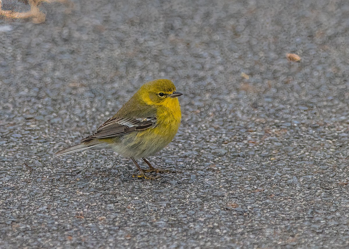 Pine Warbler - ML624101685