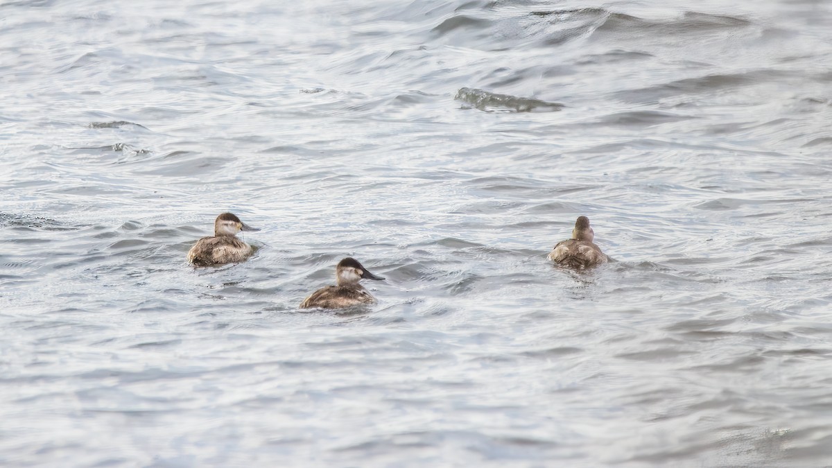 Ruddy Duck - ML624101692