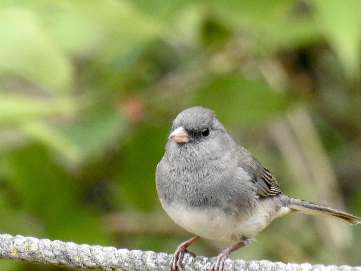 Dark-eyed Junco - ML624101693