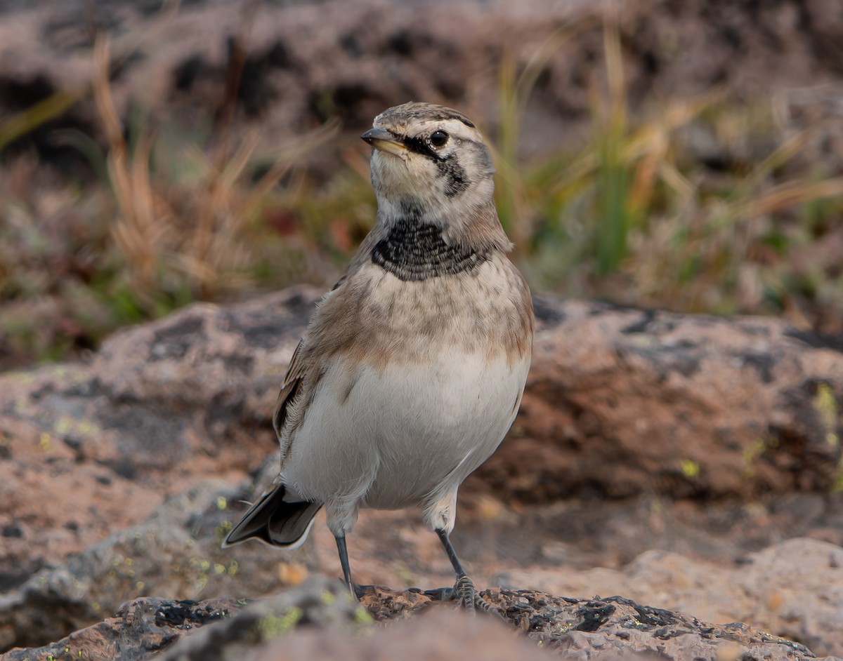 Horned Lark - ML624101699