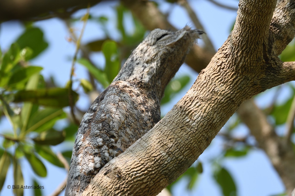 Great Potoo - ML624101701