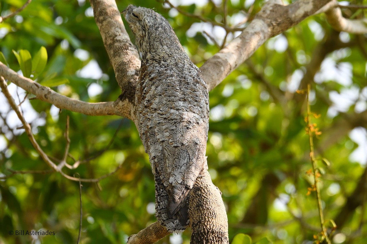 Great Potoo - ML624101702