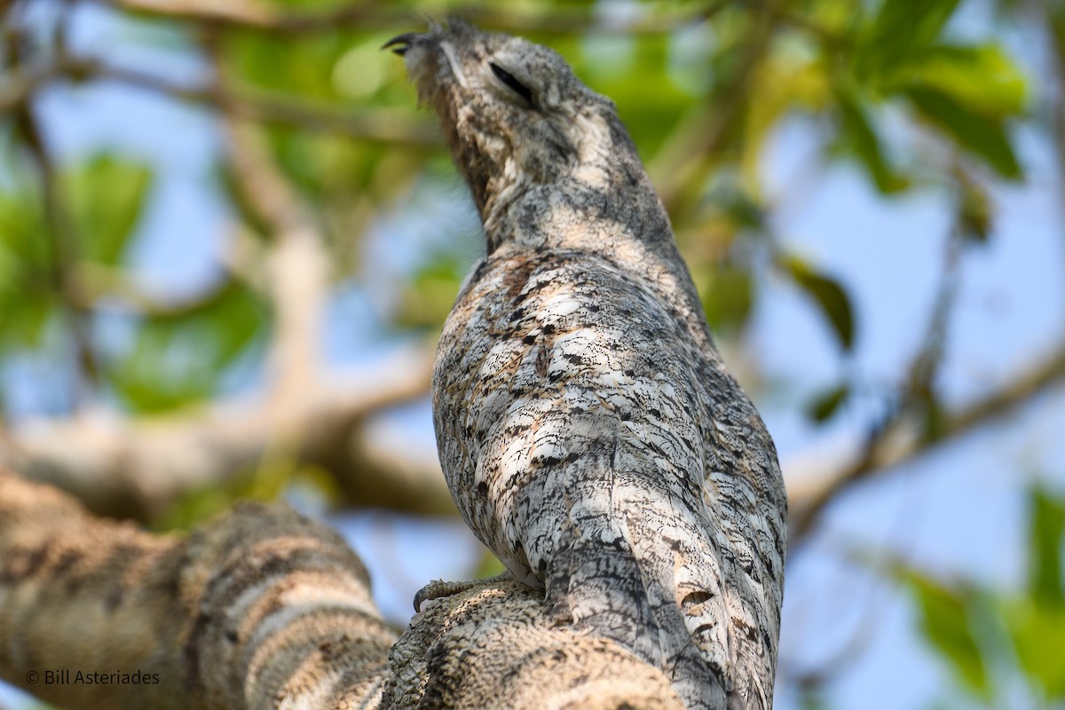 Great Potoo - ML624101703