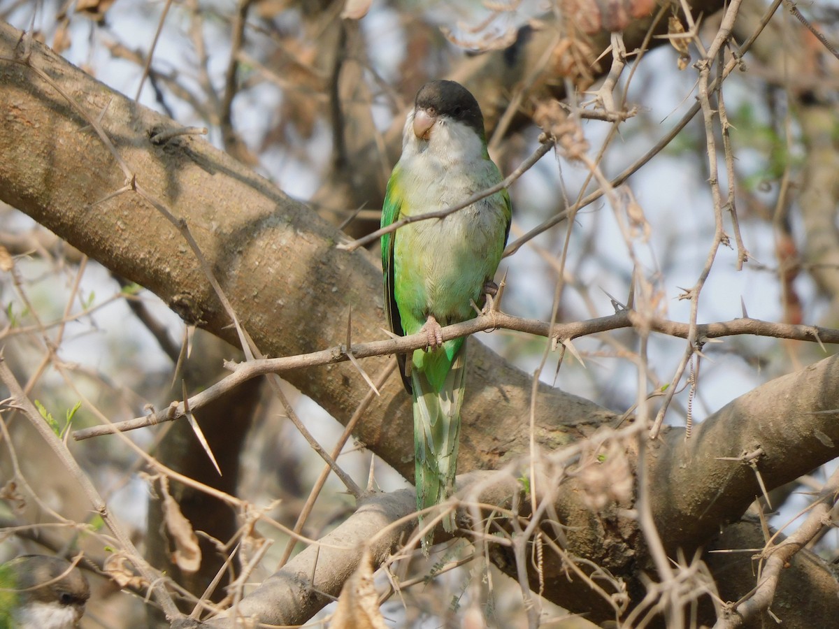 Gray-hooded Parakeet - ML624101728