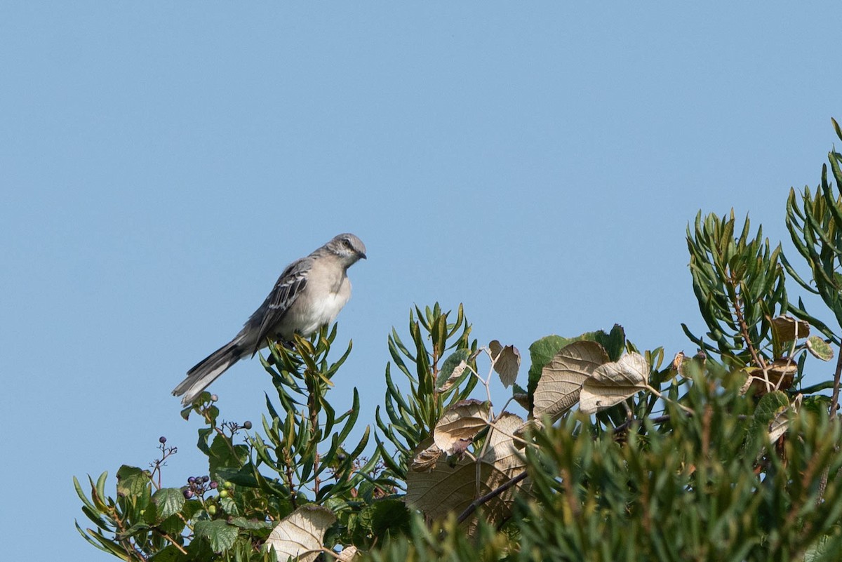 Northern Mockingbird - ML624101736