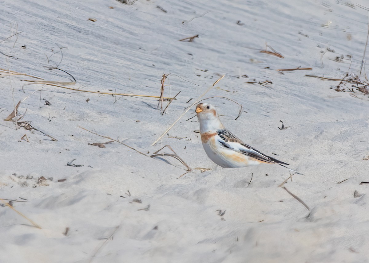 Snow Bunting - Kimberlie Dewey