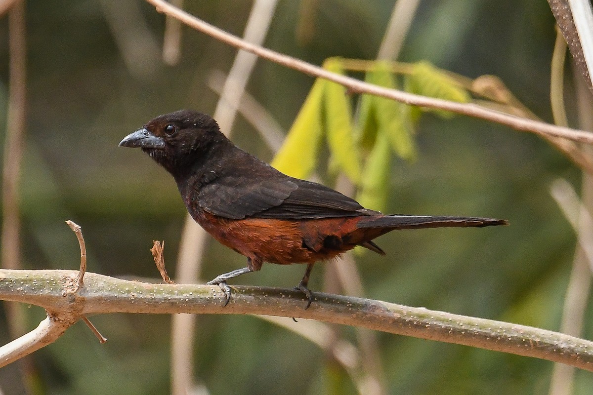 Silver-beaked Tanager - ML624101753