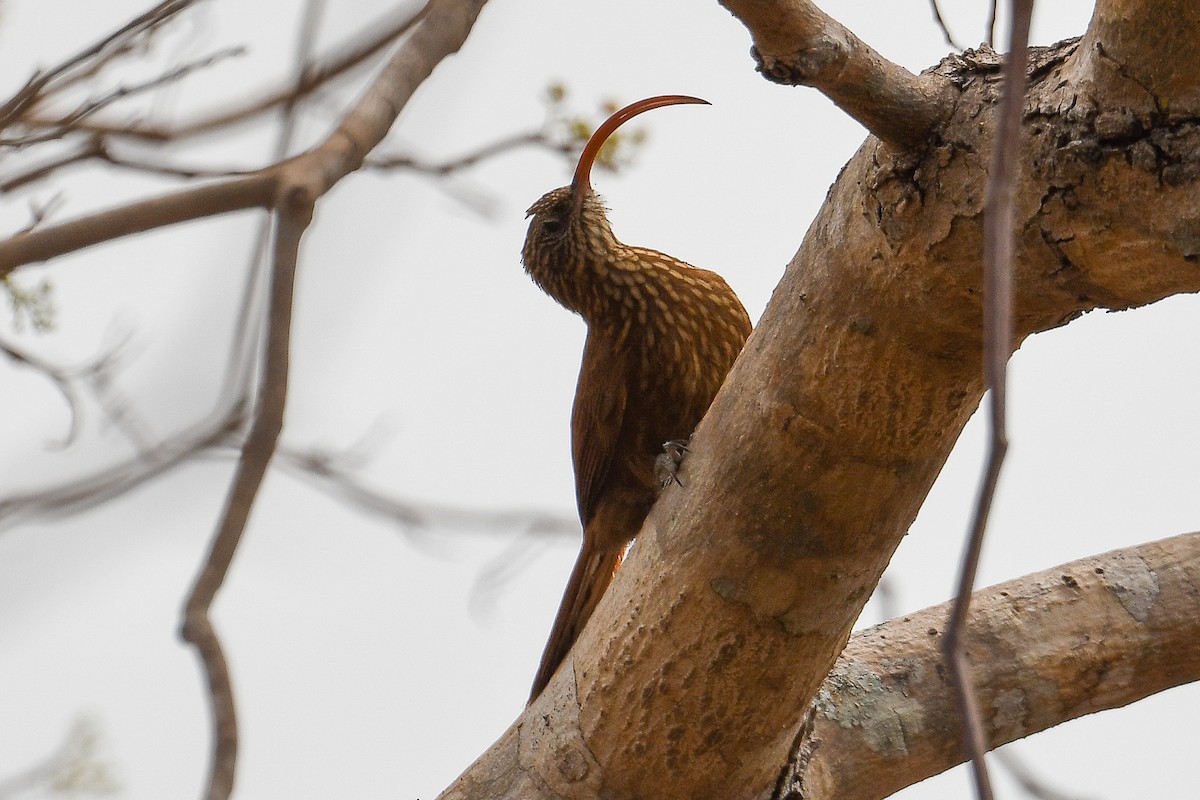 Red-billed Scythebill - ML624101766