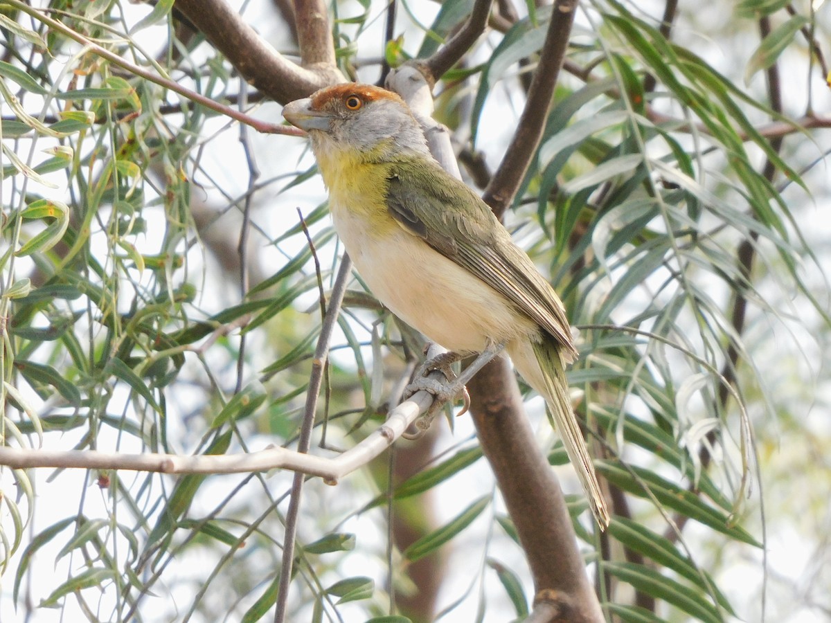 Rufous-browed Peppershrike - ML624101778