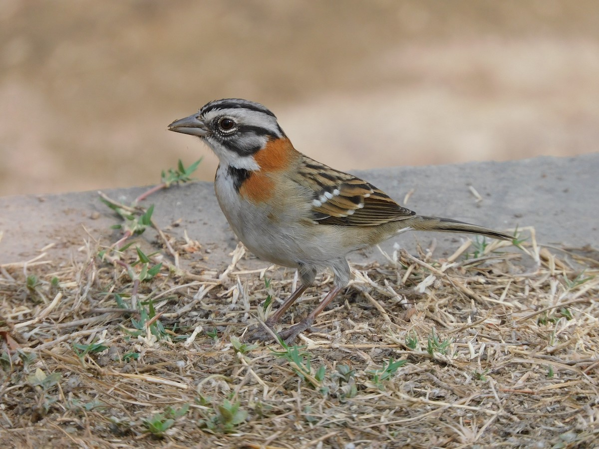 Rufous-collared Sparrow - ML624101790