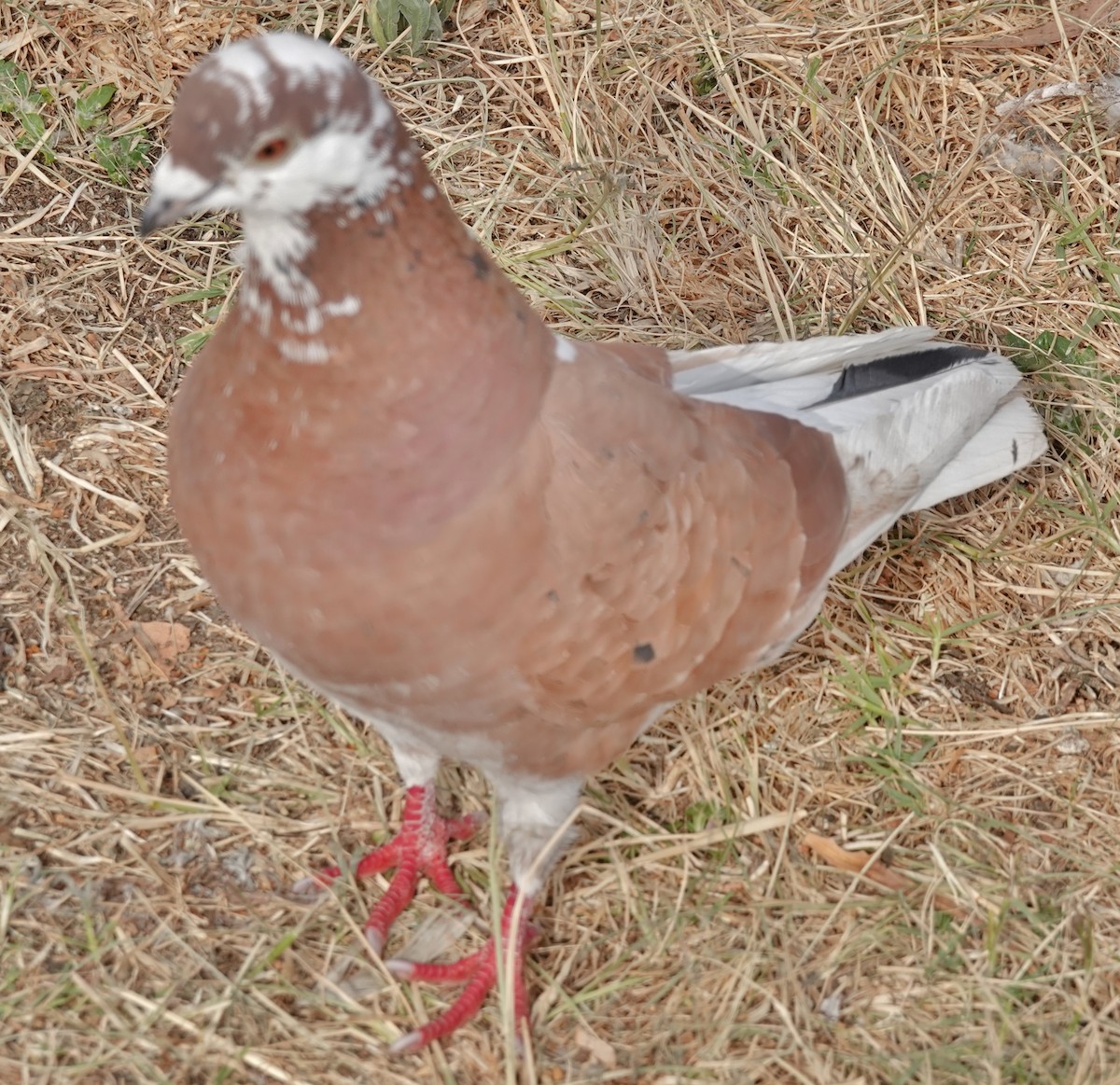 Rock Pigeon (Feral Pigeon) - ML624101840