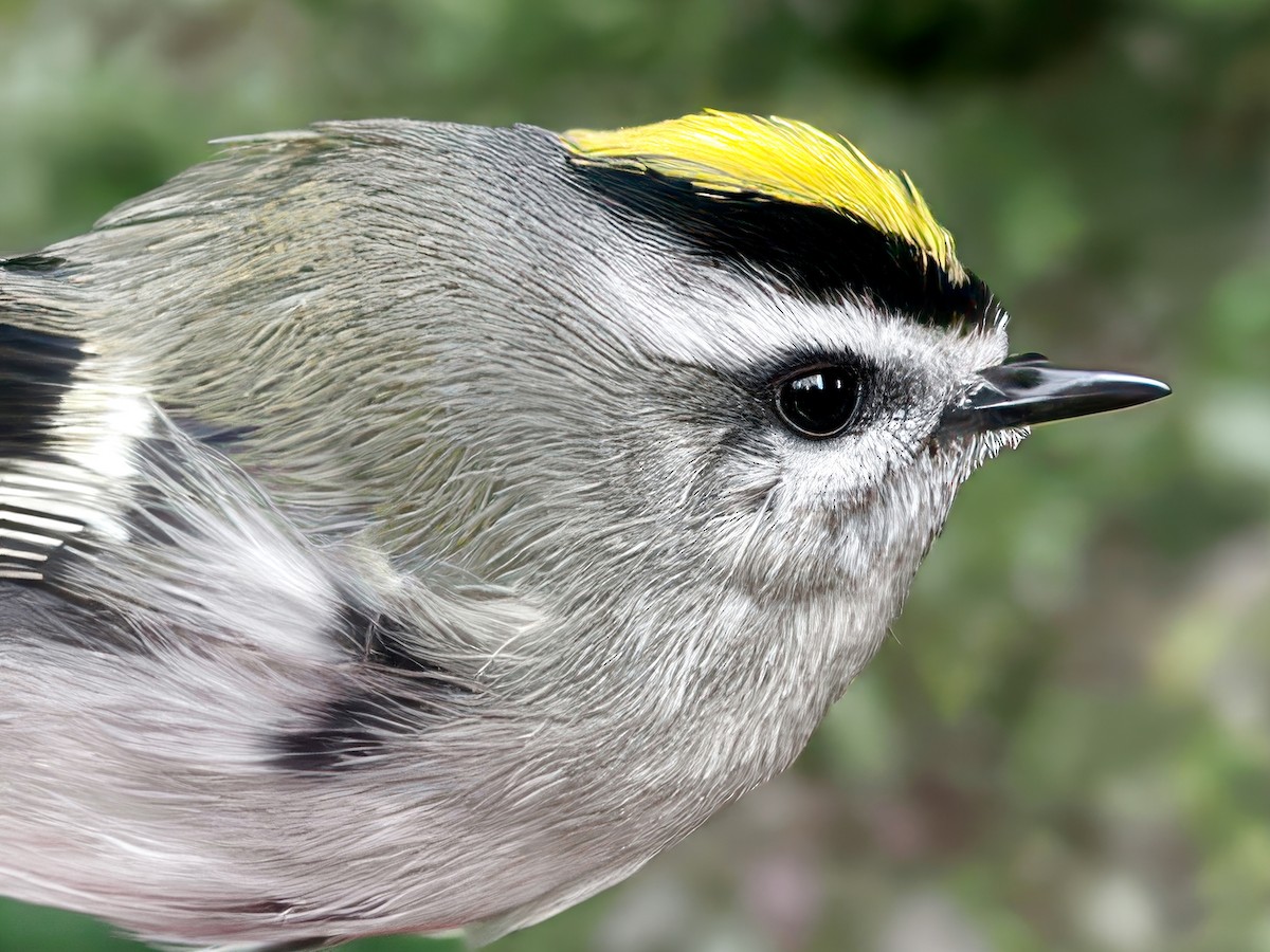 Golden-crowned Kinglet - Dan Tallman