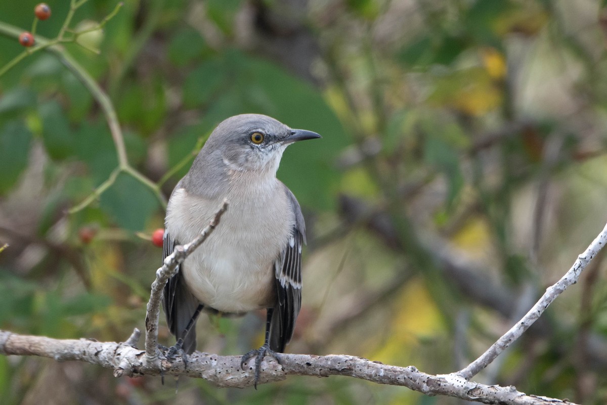 Northern Mockingbird - ML624101871