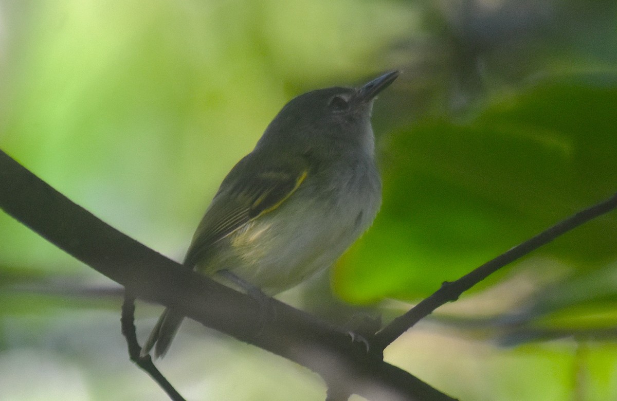 Slate-headed Tody-Flycatcher - ML624101877