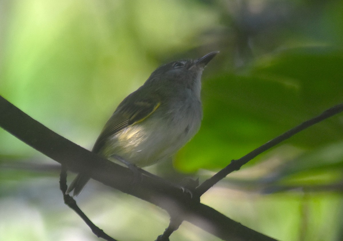 Slate-headed Tody-Flycatcher - ML624101878