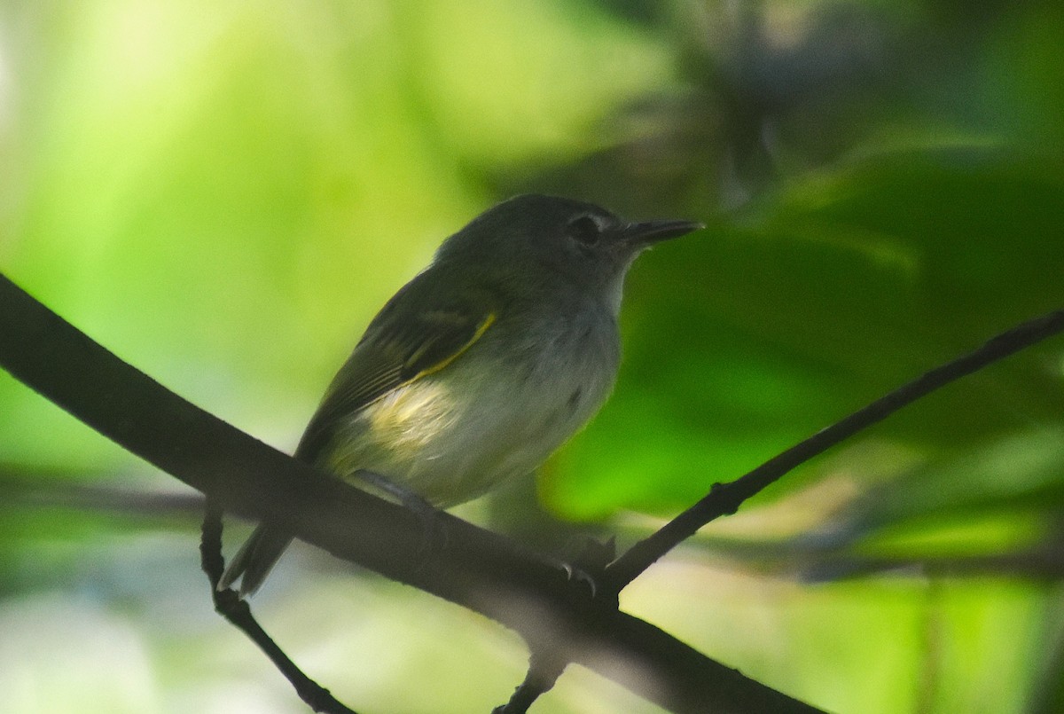 Slate-headed Tody-Flycatcher - ML624101879