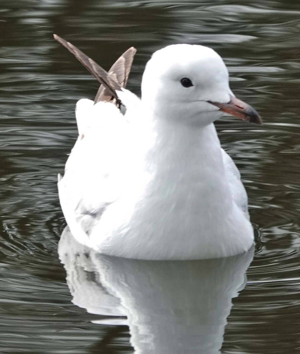 Silver Gull (Silver) - ML624101929