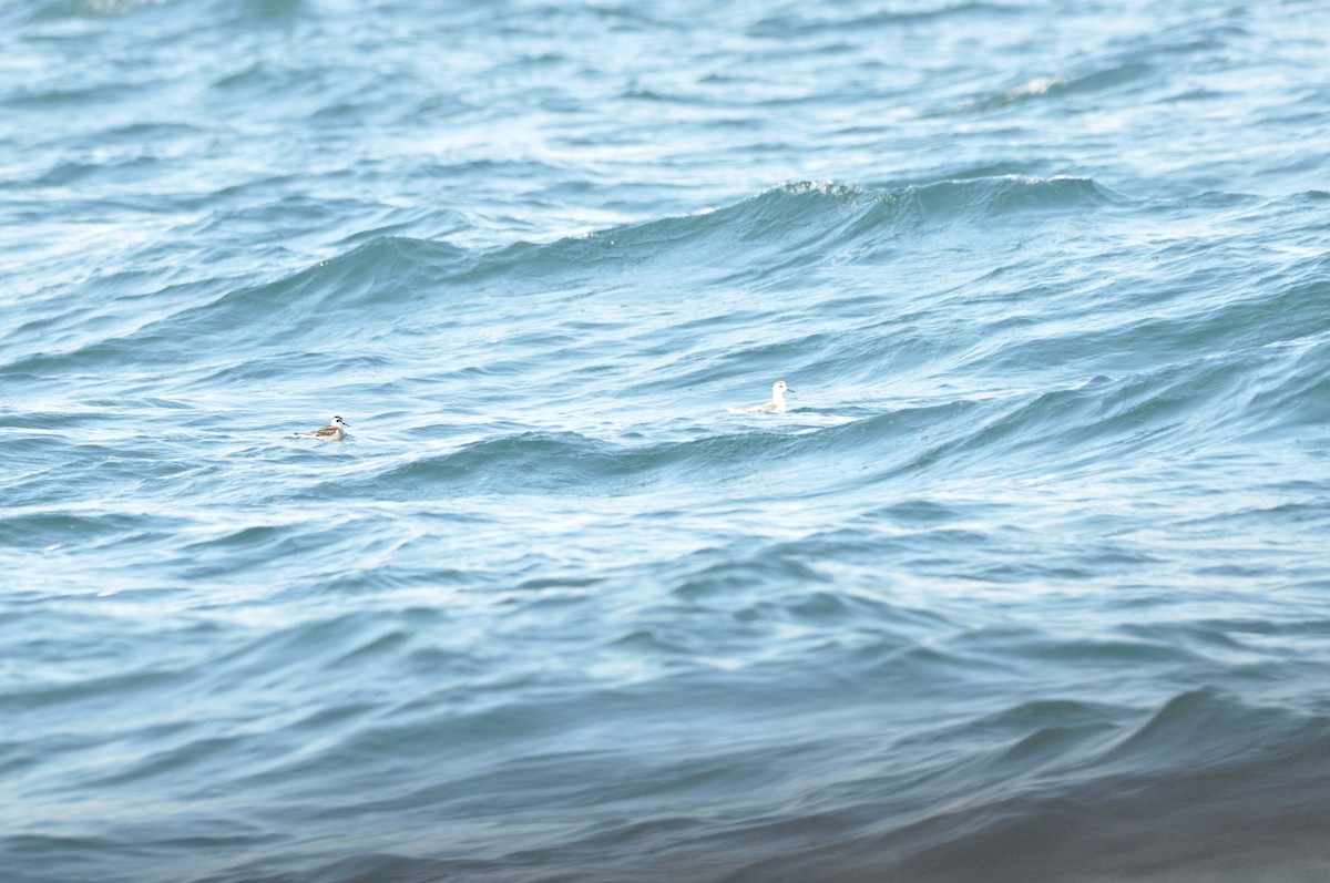 Red Phalarope - ML624101969