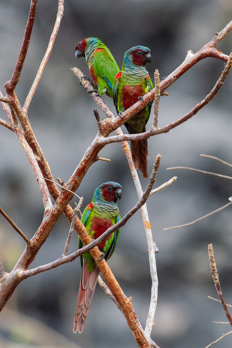 Pfrimer's Parakeet - ML624101973