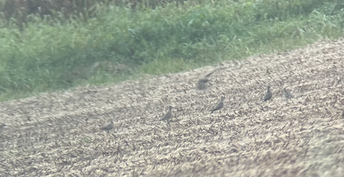 American Golden-Plover - ML624101998