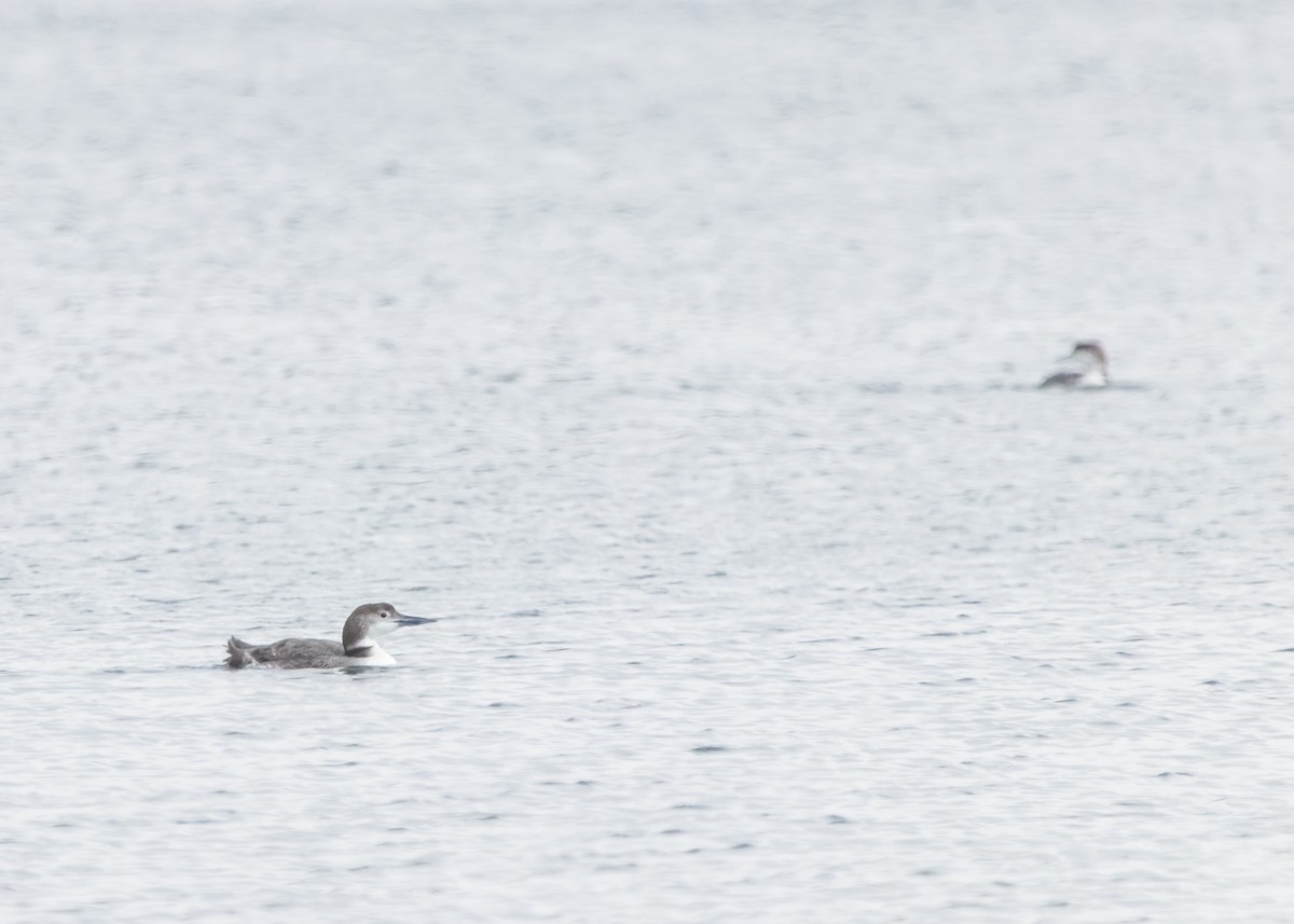 Common Loon - ML624102015