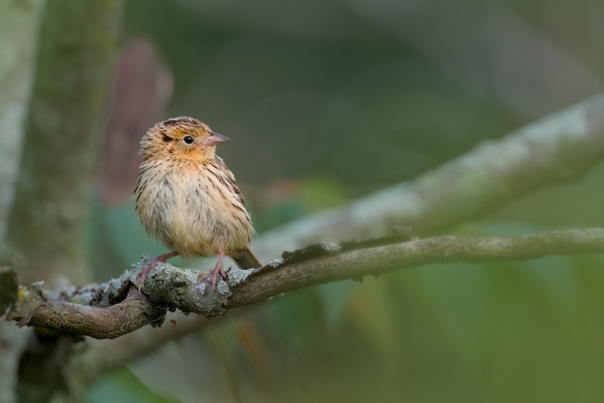 LeConte's Sparrow - ML624102026