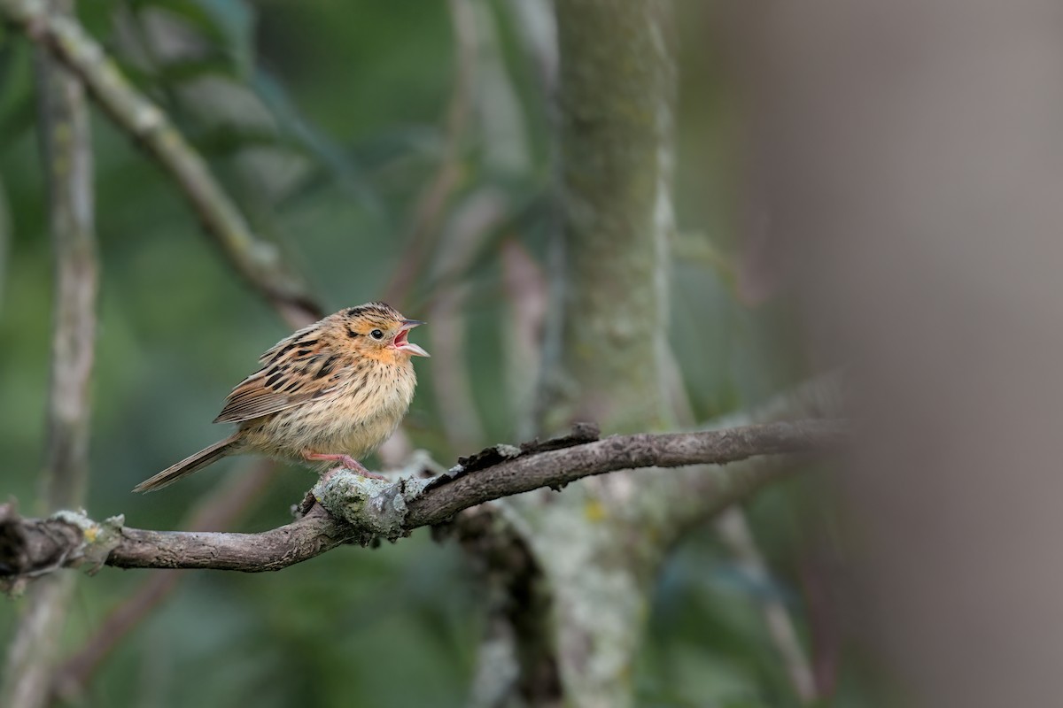 LeConte's Sparrow - ML624102027