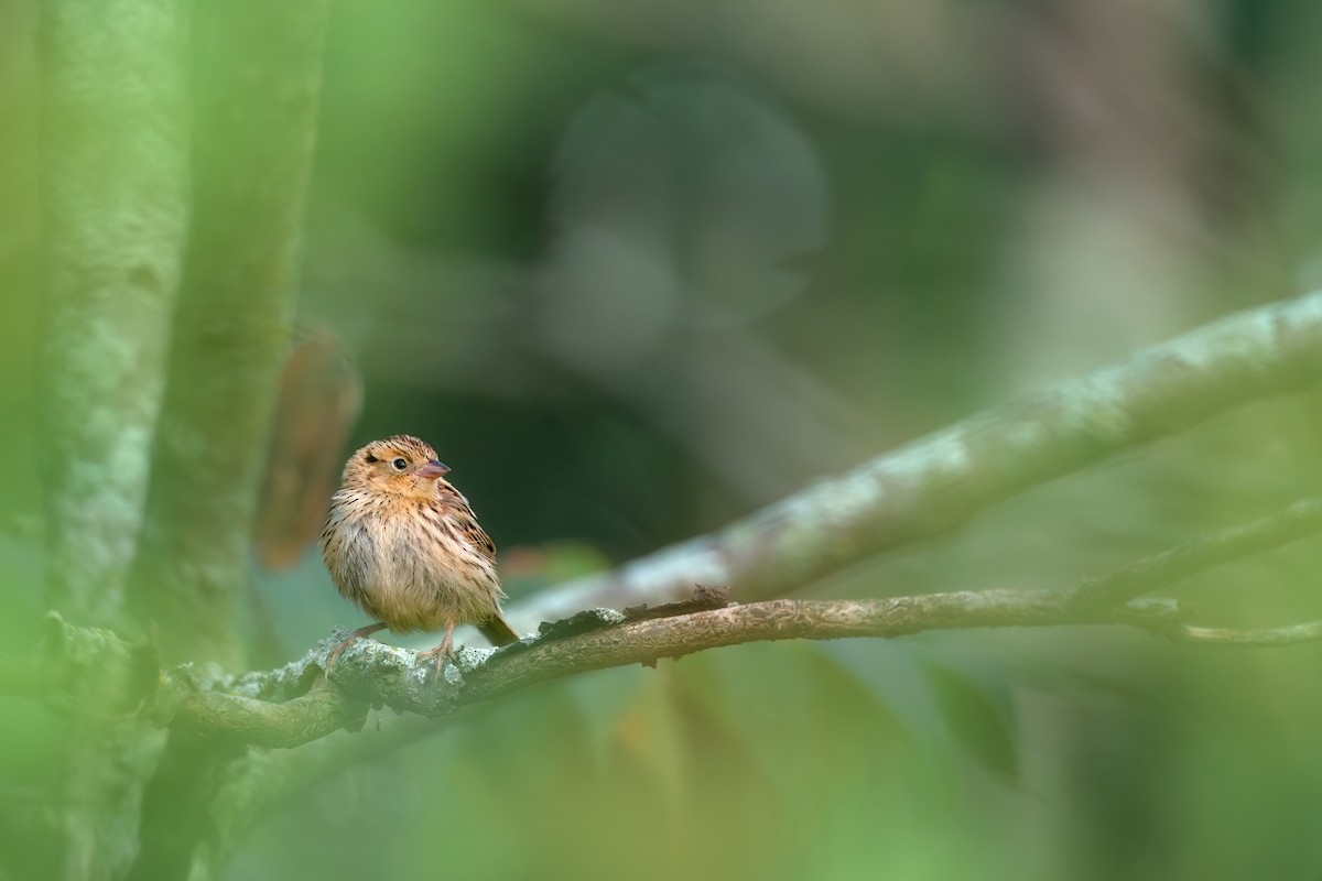 LeConte's Sparrow - ML624102028