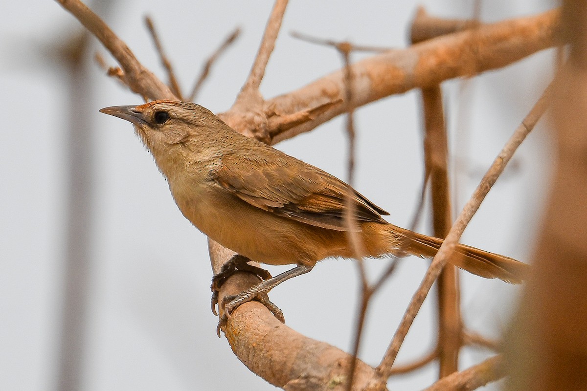 Rufous-fronted Thornbird - ML624102029