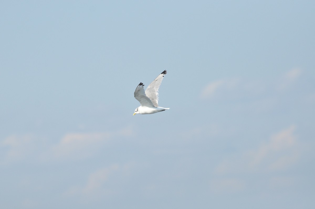Black-legged Kittiwake - ML624102042
