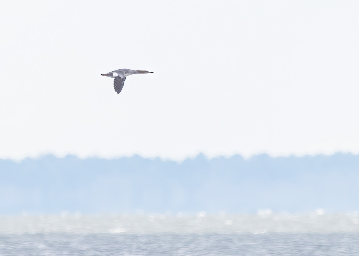 Red-breasted Merganser - ML624102046