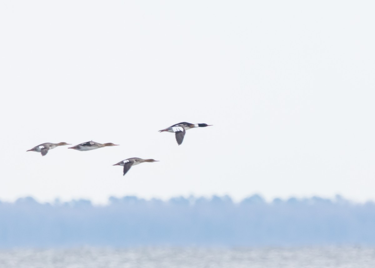 Red-breasted Merganser - ML624102048