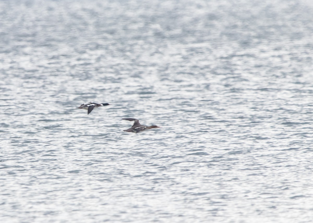 Red-breasted Merganser - ML624102049