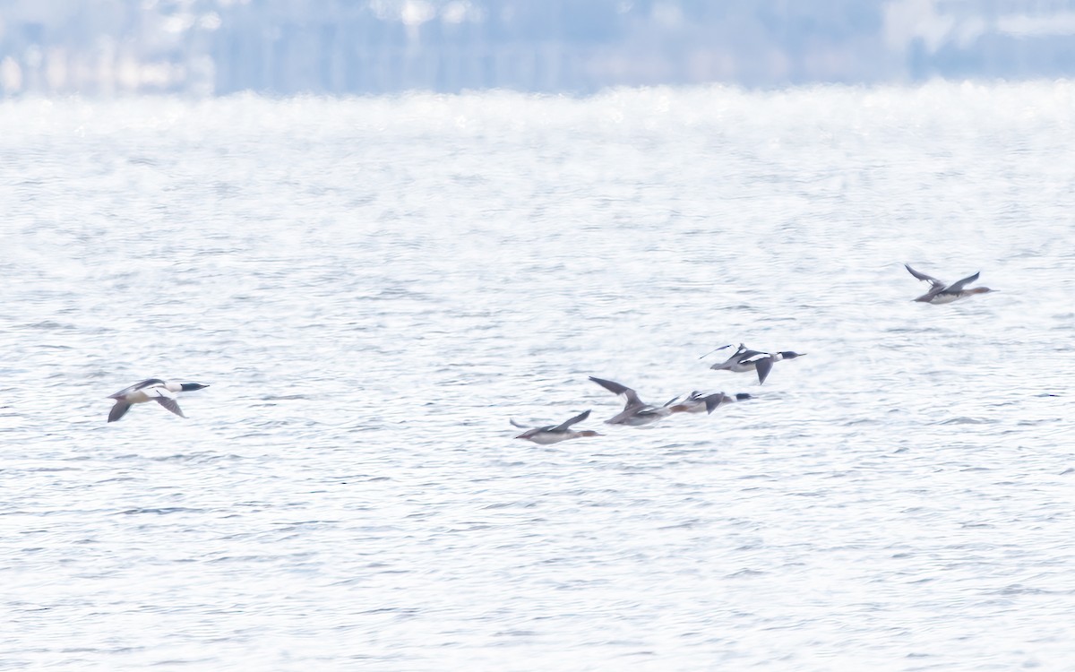 Red-breasted Merganser - ML624102053