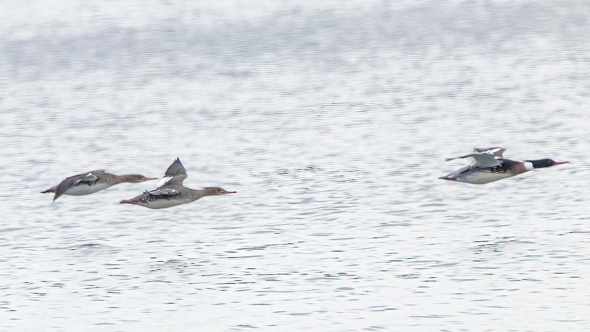 Red-breasted Merganser - ML624102054