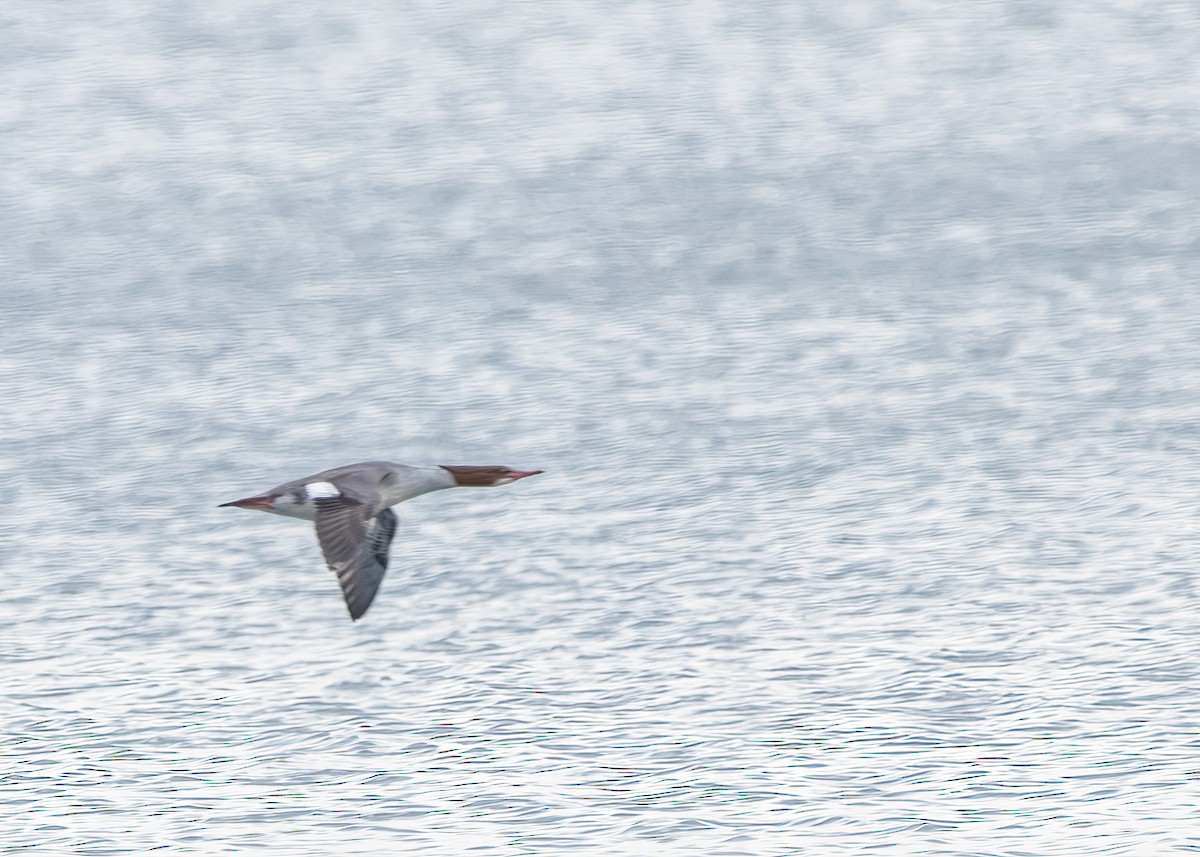 Red-breasted Merganser - ML624102055