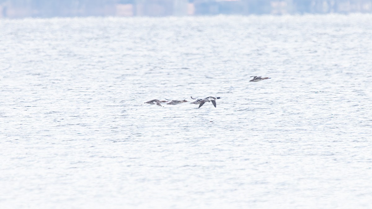 Red-breasted Merganser - ML624102056